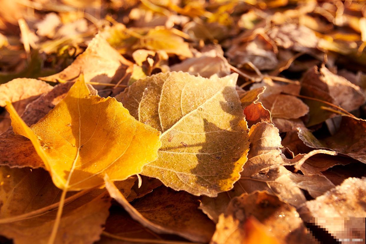 植物为什么落叶? 植物为什么落叶?