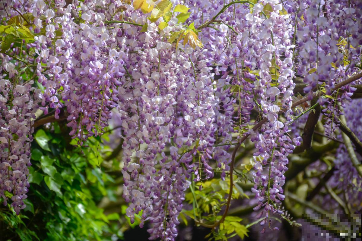 紫藤花为什么不开花 紫藤花为什么不开花
