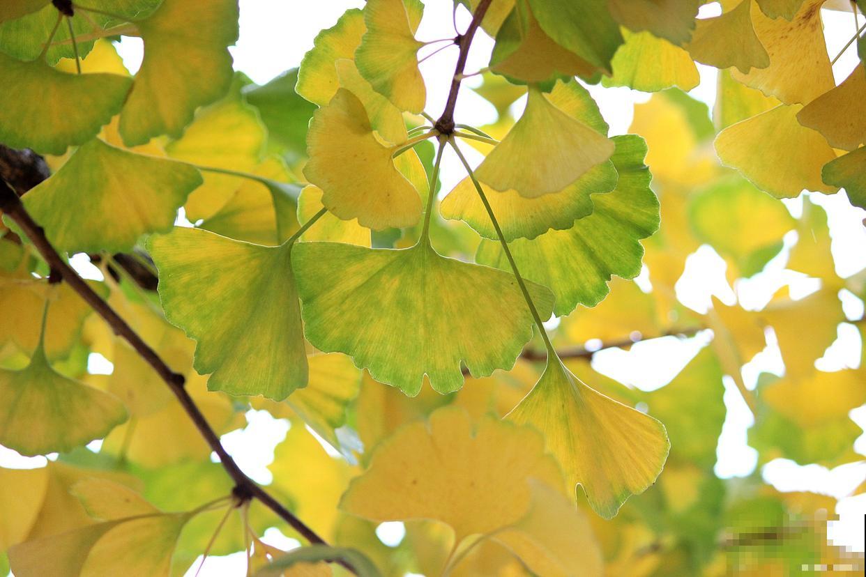 黄叶植物有哪些? 黄叶植物有哪些?