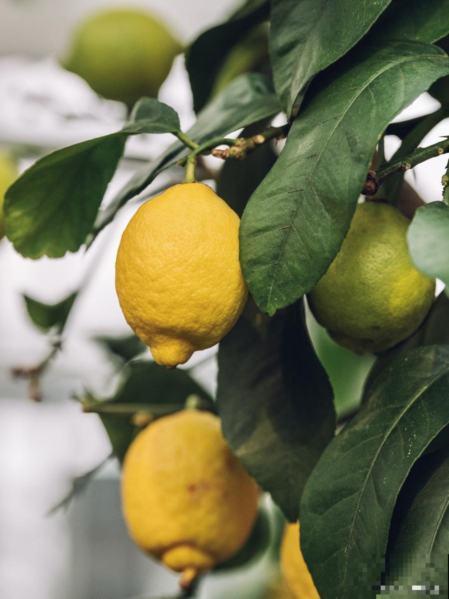 柠檬树开花了怎么授粉 柠檬树开花了怎么授粉