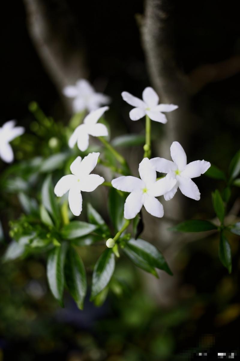 夜来香开花谢了以后怎么办