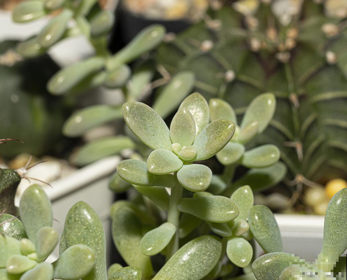 五十铃玉怎么养得肥胖