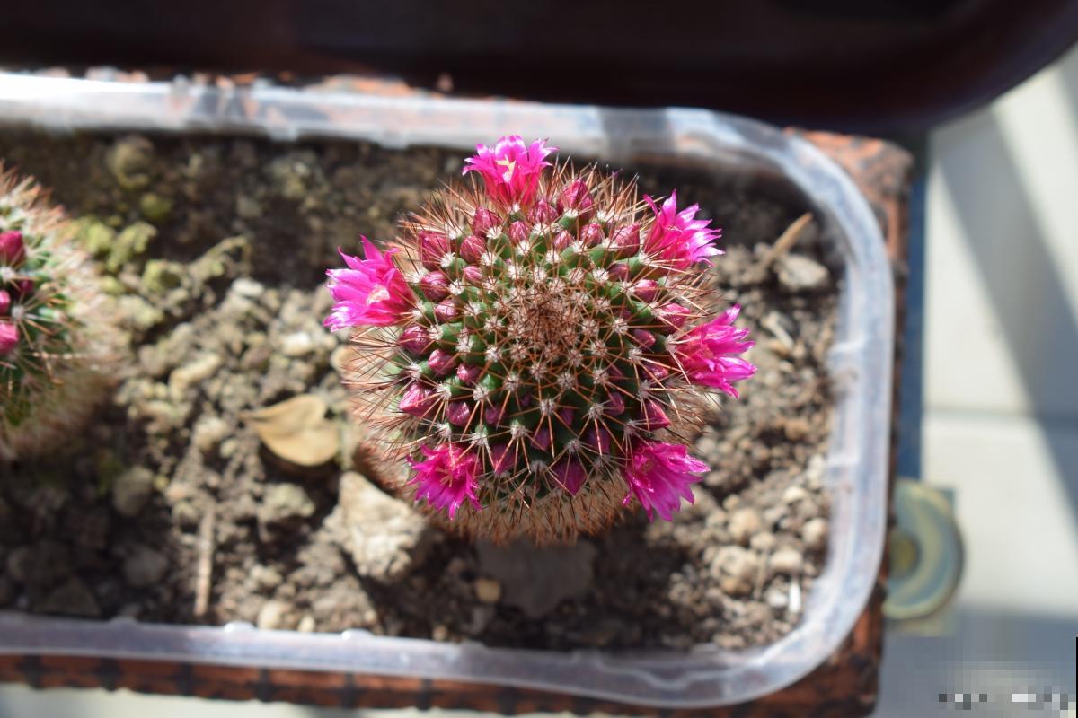 大花盆适合种什么花