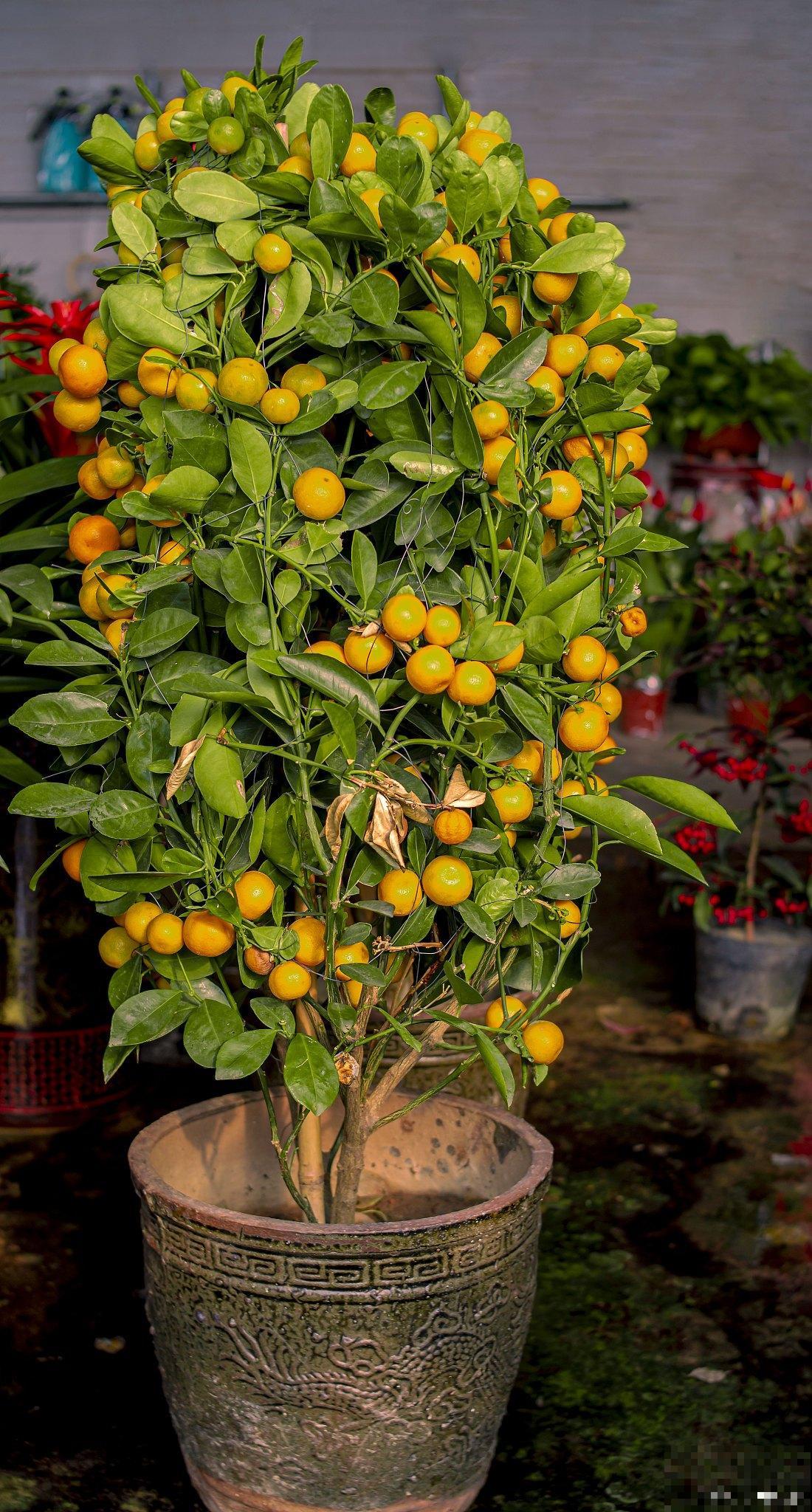 金桔怎么养家庭养法