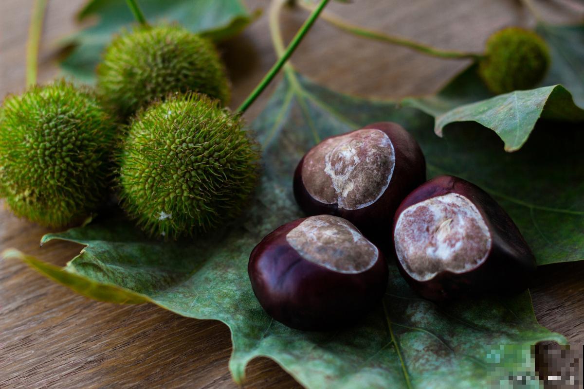 板栗种子怎么种植方法