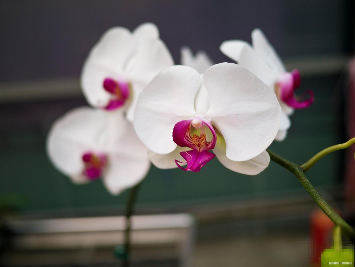 蝴蝶兰长出花剑后怎么养护 蝴蝶兰长出花剑后怎么养护