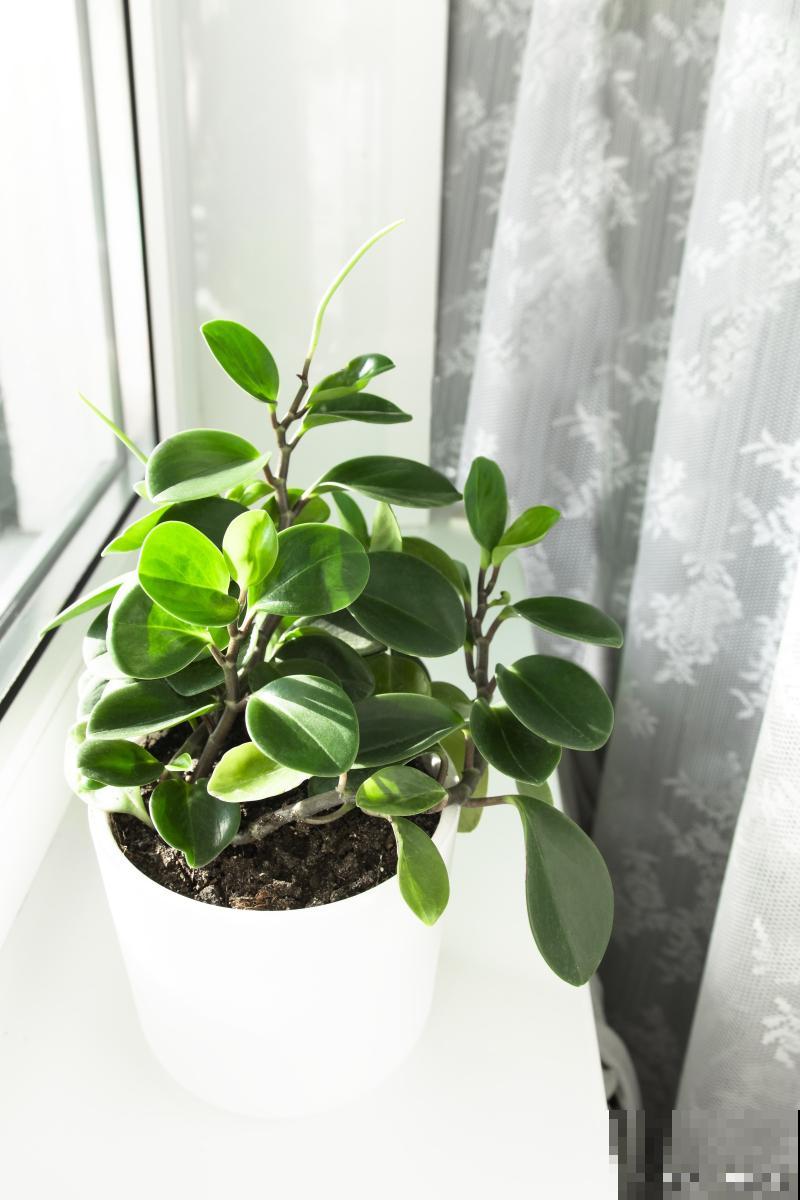 豆瓣绿如何养殖？