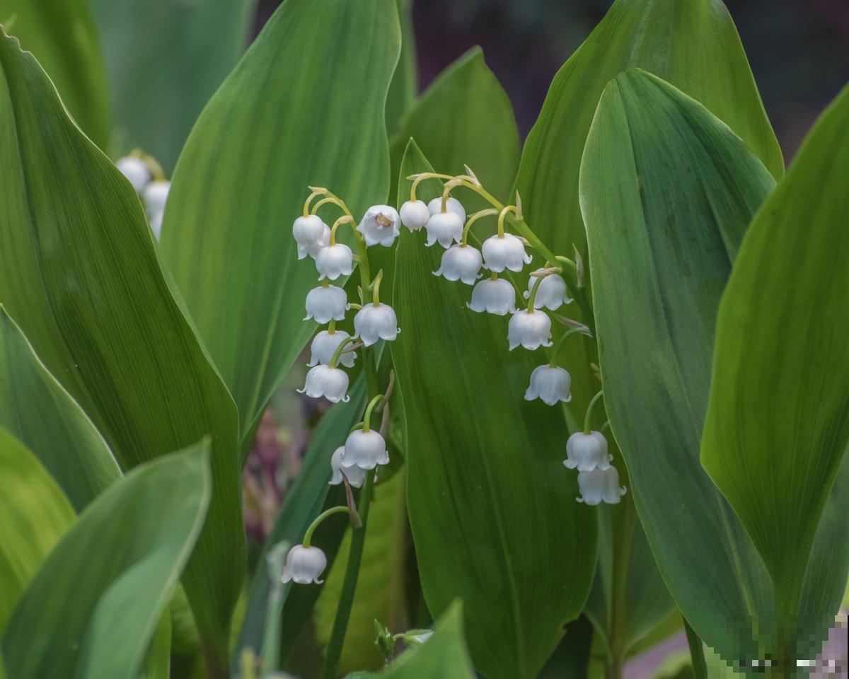 铃兰怎么养才开花