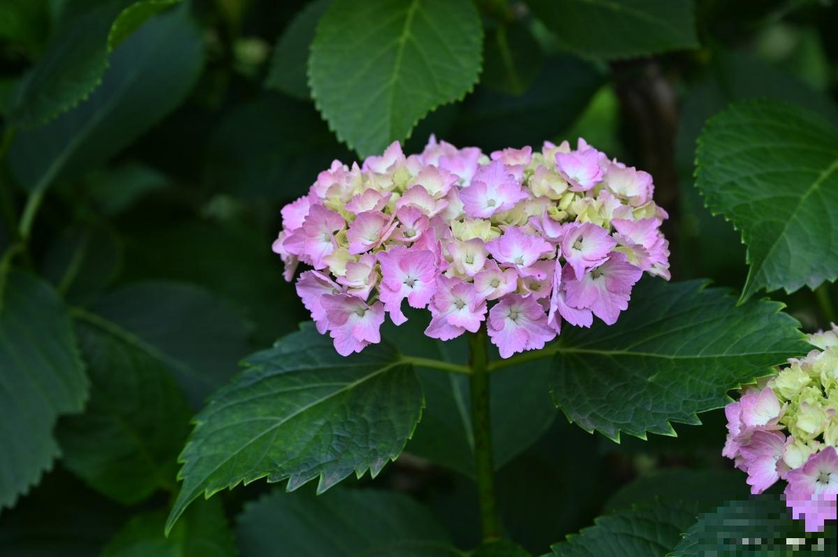 臭绣球怎么修剪? 臭绣球怎么修剪?