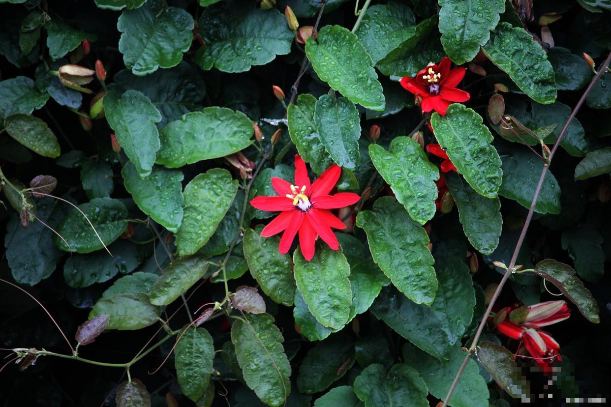 羽叶茑萝怎么移栽