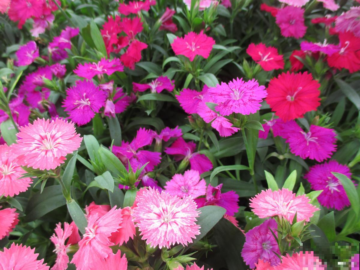 香石竹怎么浇水？