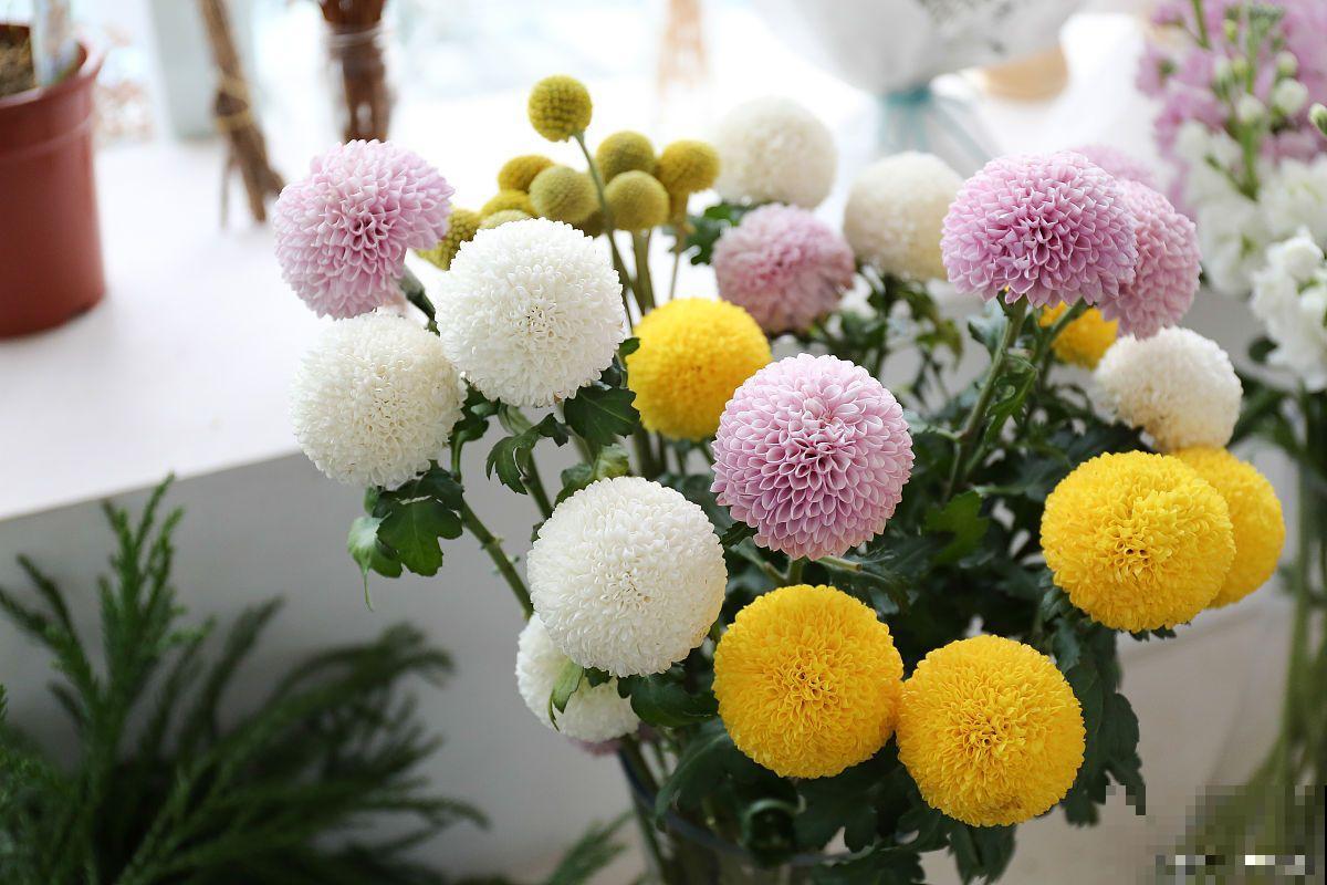 乒乓菊怎么修剪？