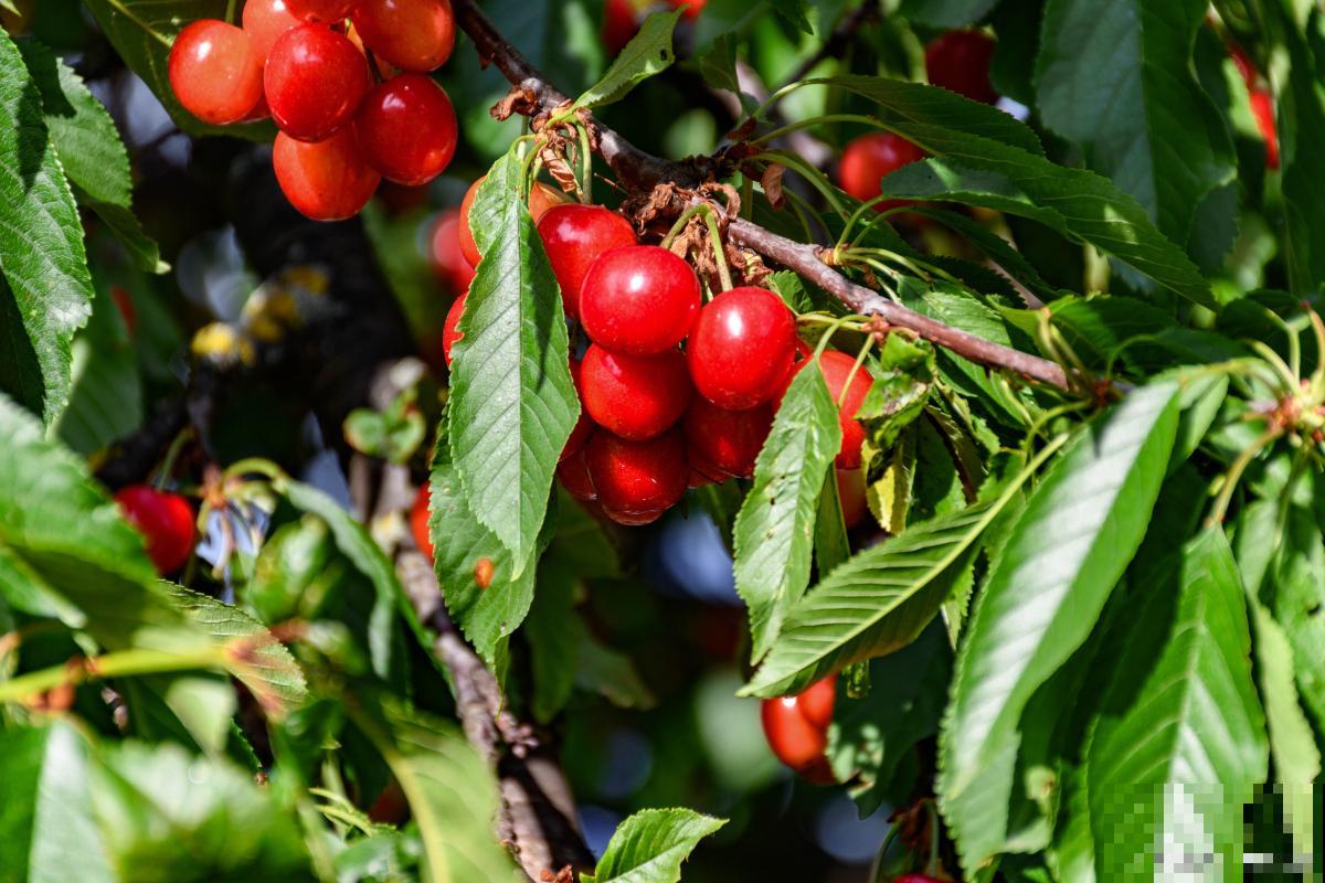 哪些树春天结子？