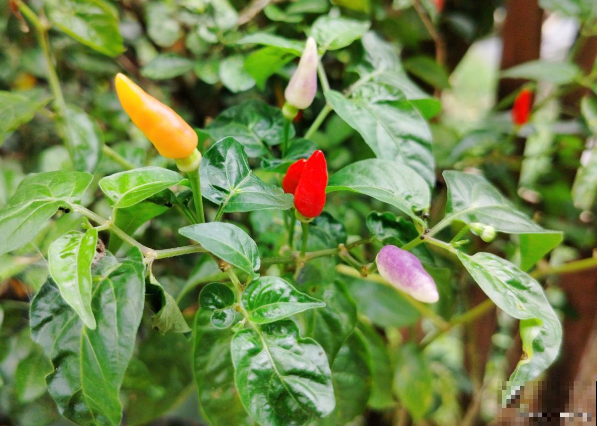 彩椒花叶黄怎么回事