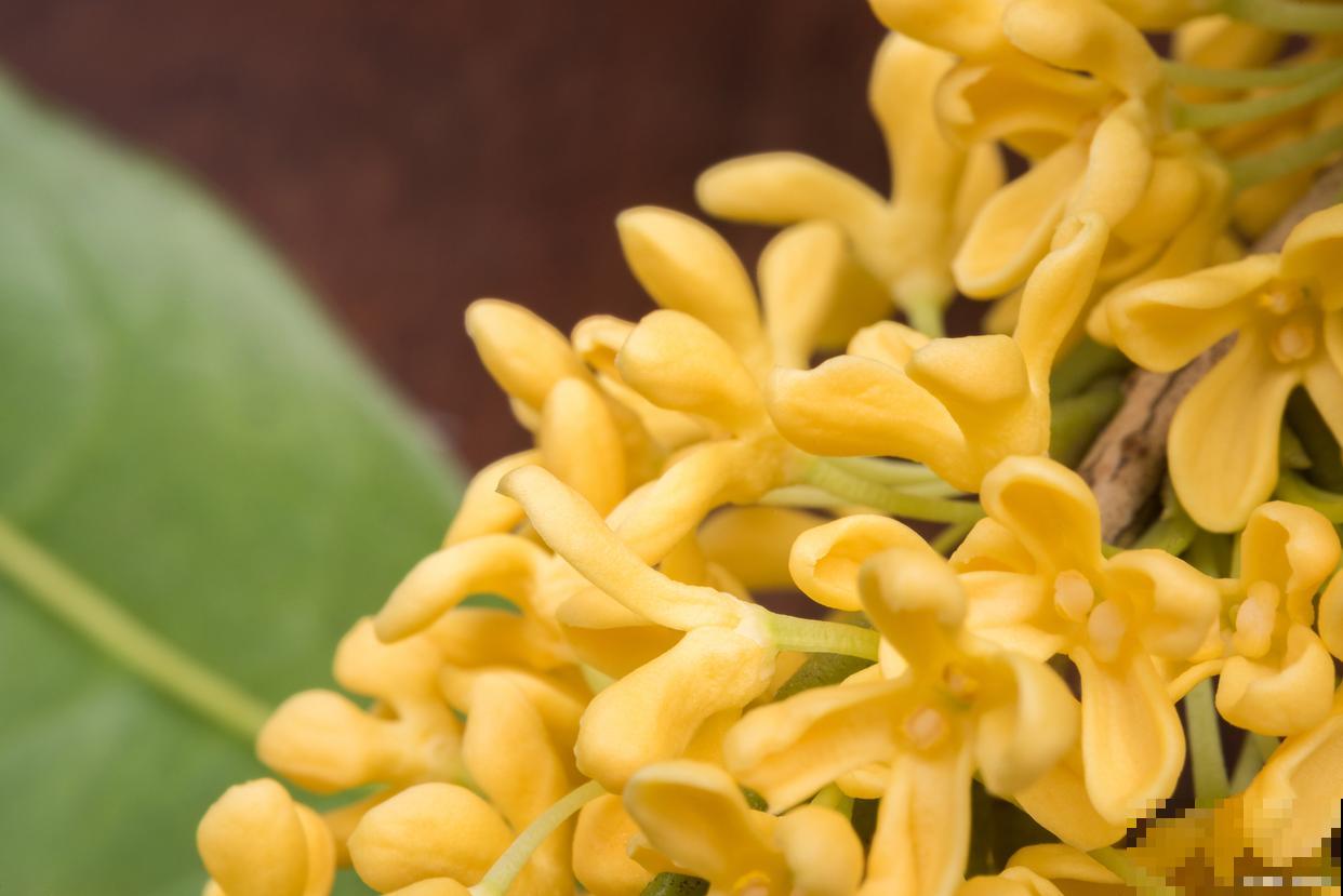 中秋节有什么花？