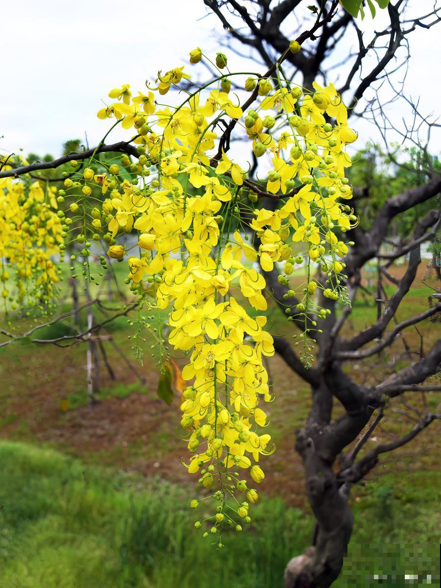 紫藤花有什么颜色 紫藤花有什么颜色