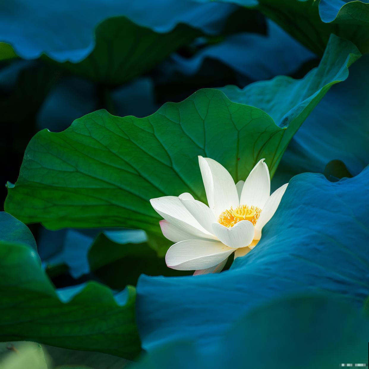 家养莲花怎么养？