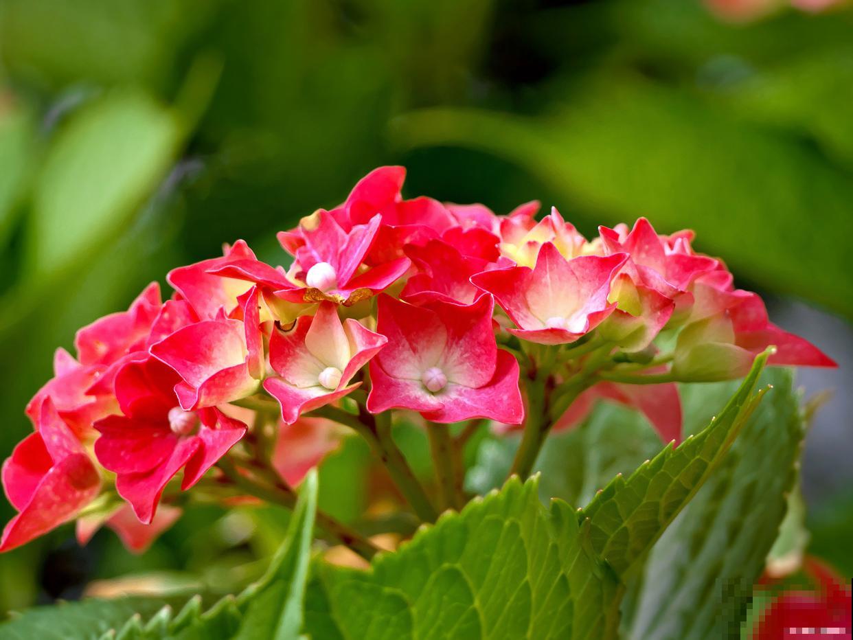 竹节海棠喜欢什么肥料