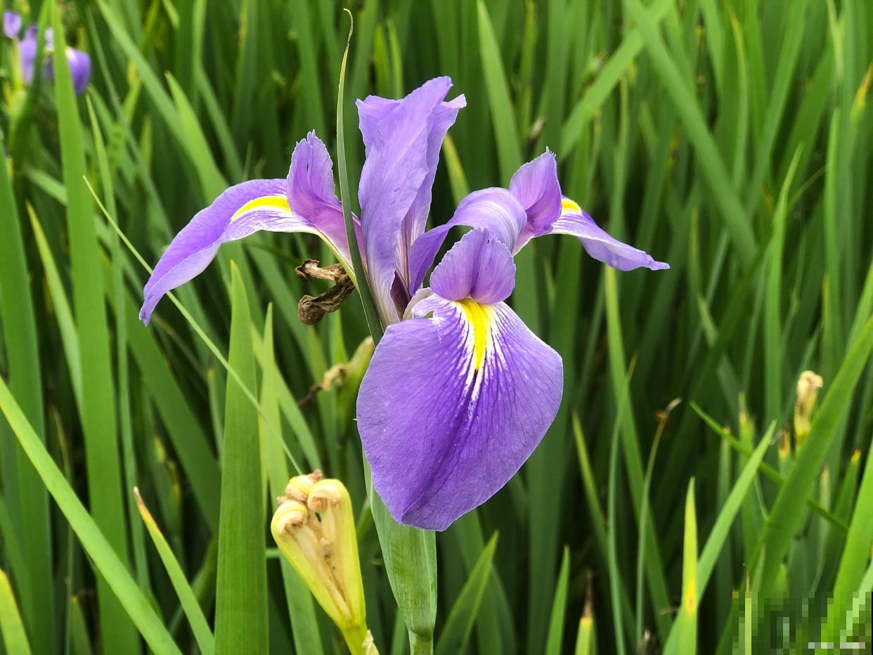 道路两旁适合种什么花