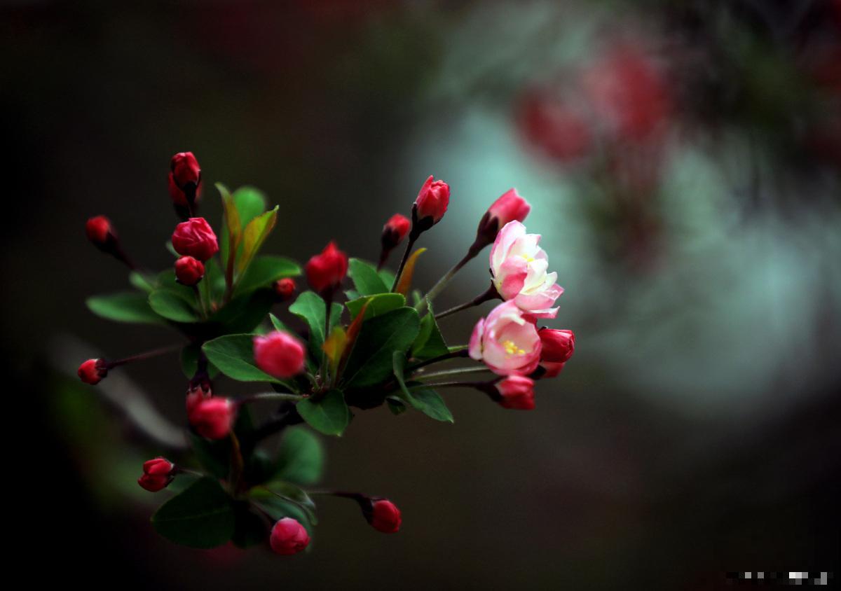 海棠花怎么种植？