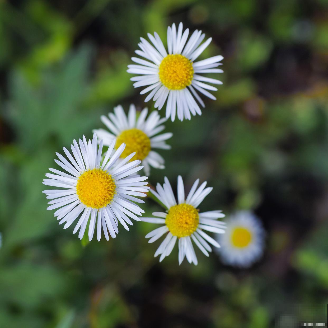 波斯菊一般多久开花 波斯菊一般多久开花