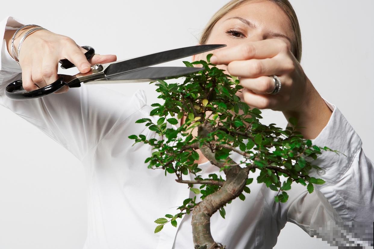 盆景剪枝切口怎么处理