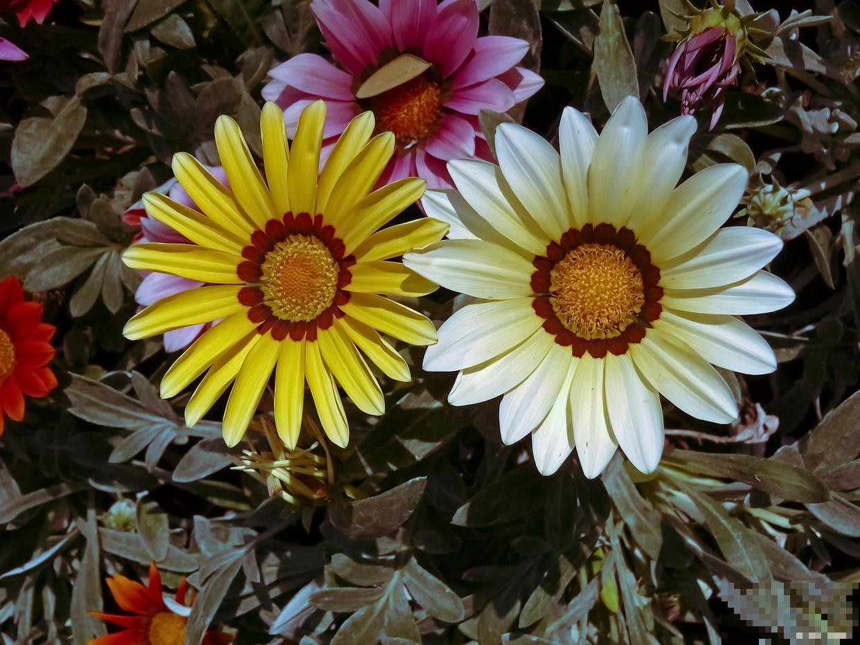 勋章菊夏天怎么养 勋章菊夏天怎么养