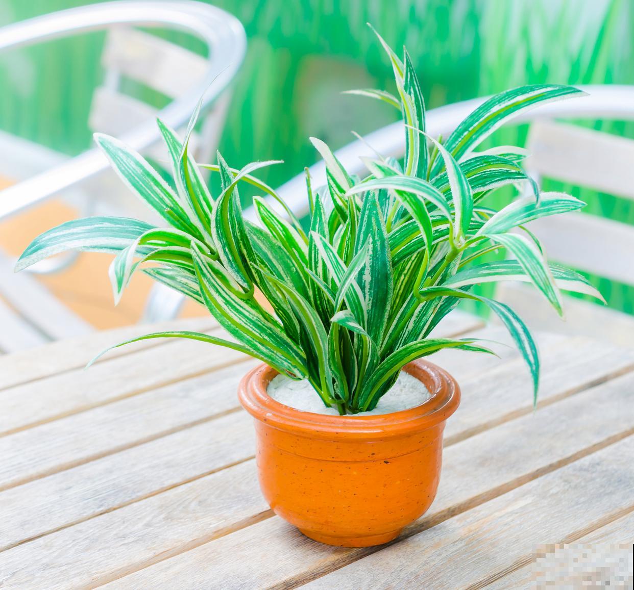 花叶吊兰怎么养? 花叶吊兰怎么养?