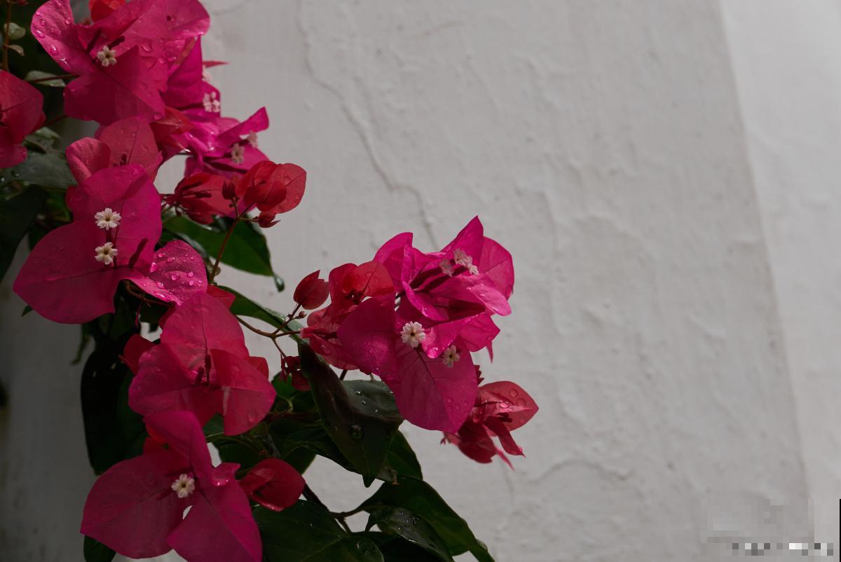 三角梅喜欢酸性还是碱性土