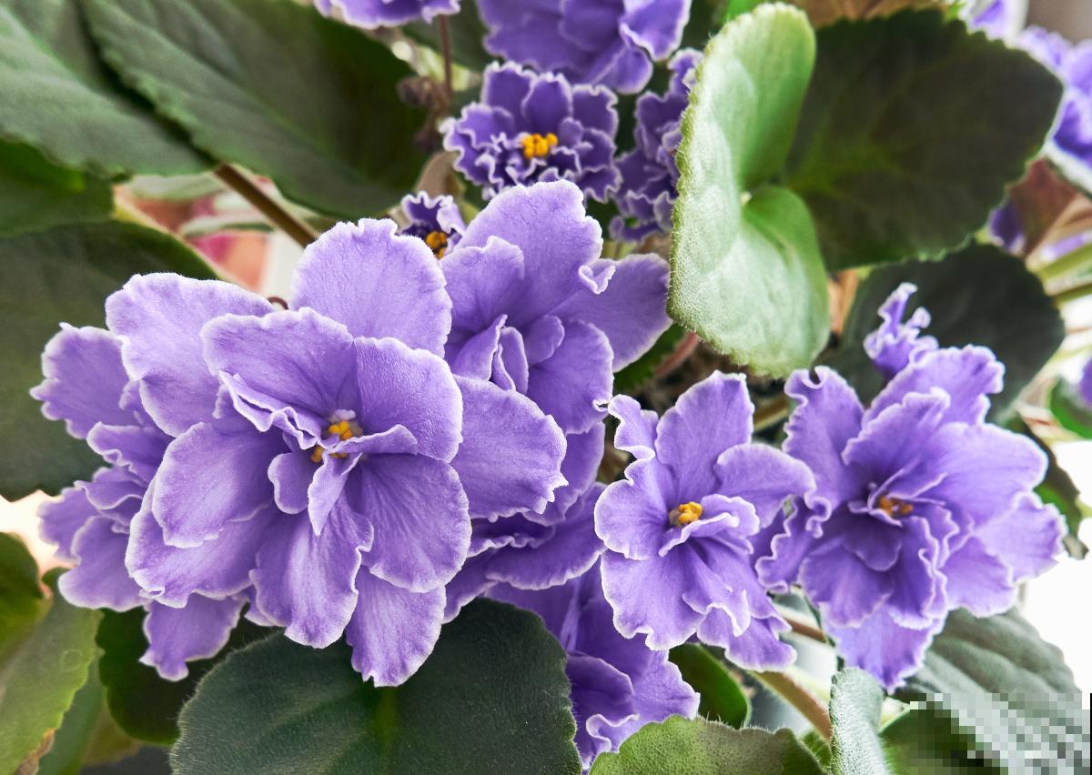 长不大的花有哪些 长不大的花有哪些