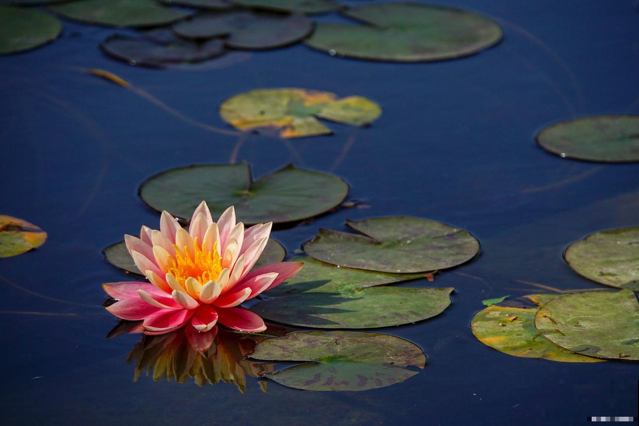 睡莲怎么修剪的？