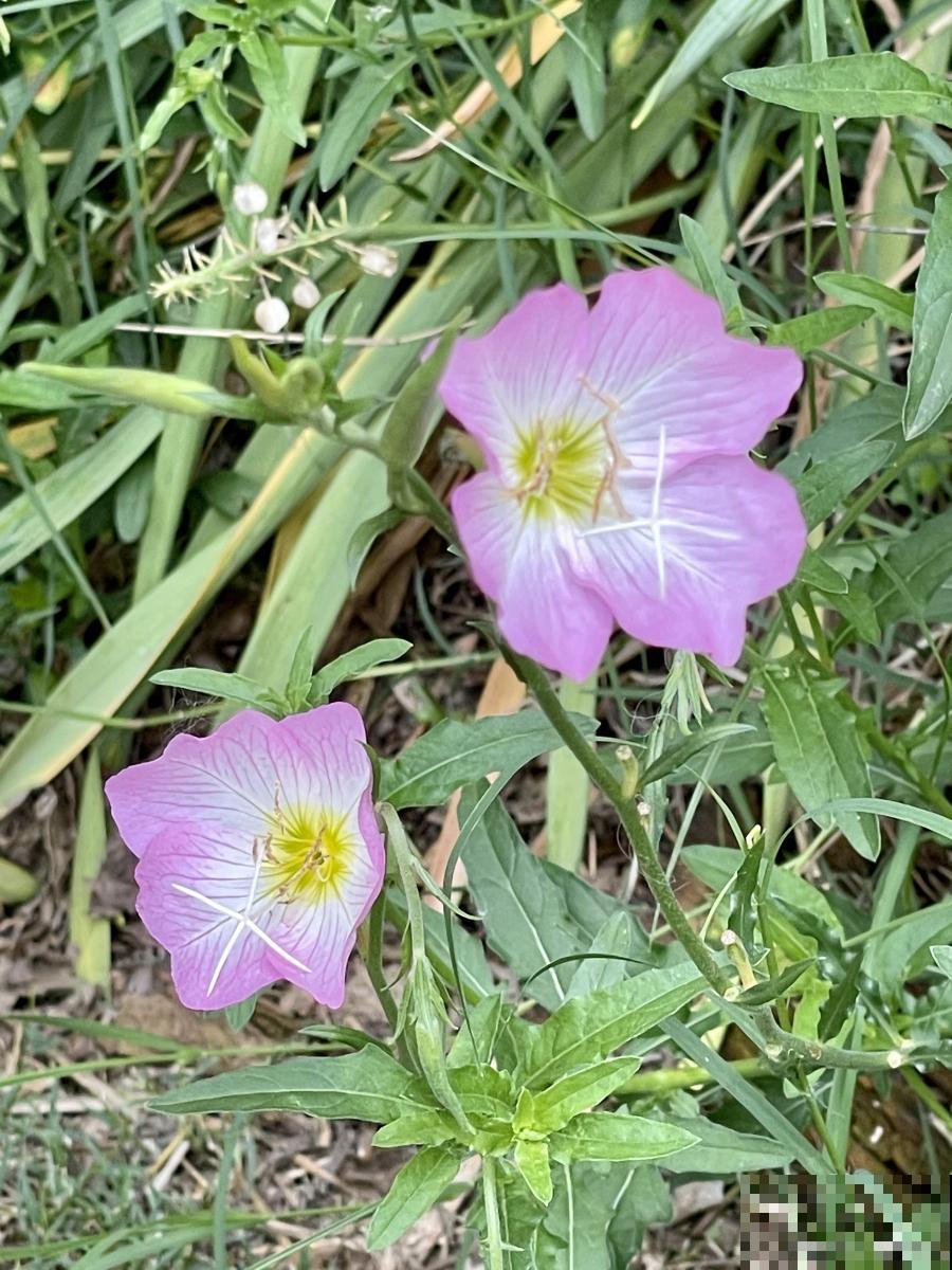 打碗花为什么叫打碗花