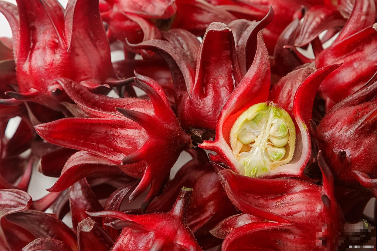 玫瑰茄怎么种植？