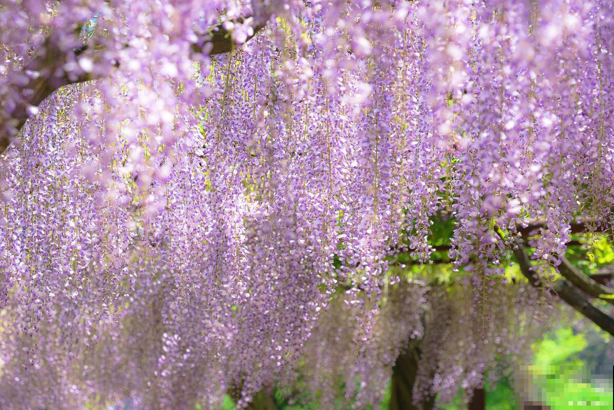 紫藤花有什么颜色 紫藤花有什么颜色