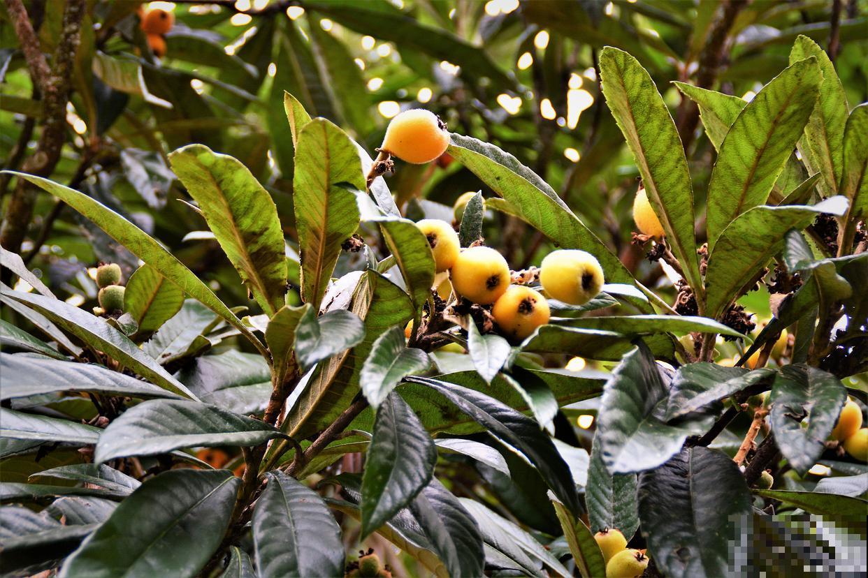 枇杷嫁接方法及时间