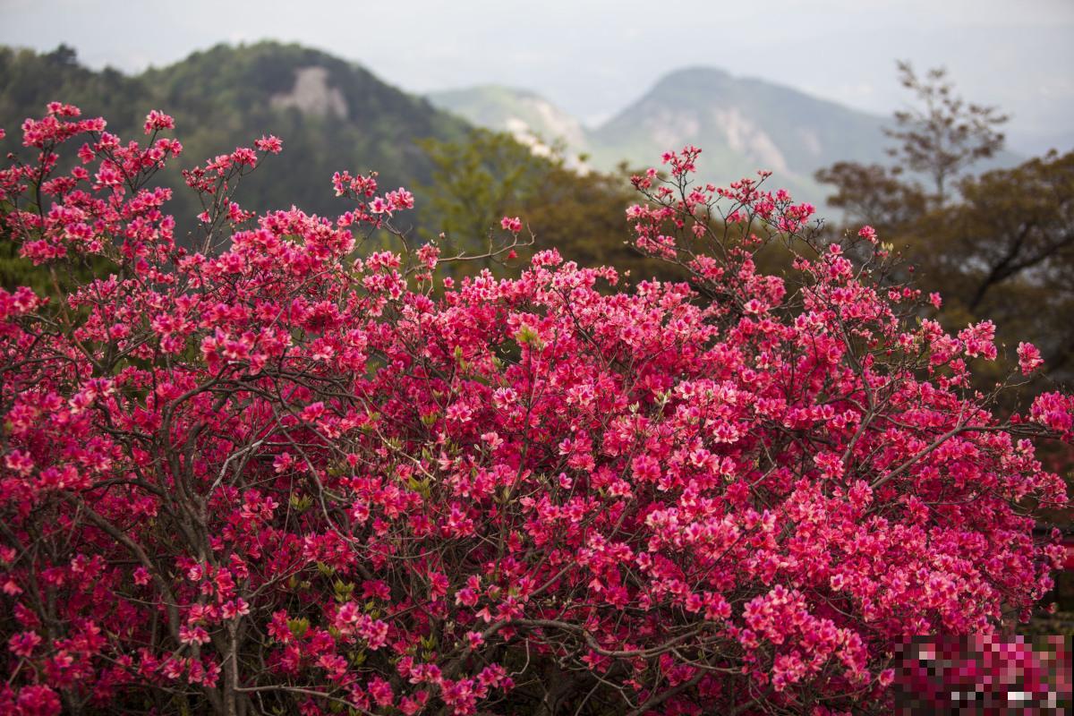 映山红如何栽培？
