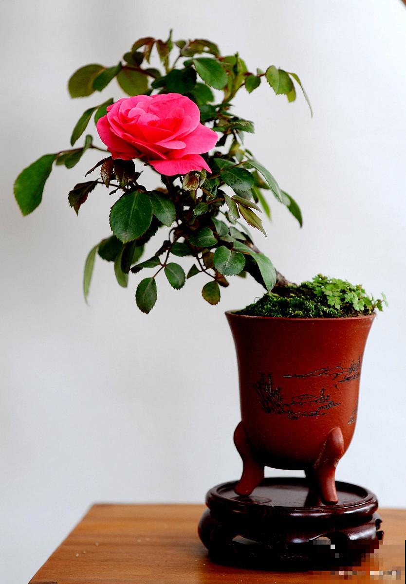 盆栽茶花怎么养? 盆栽茶花怎么养?