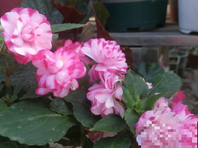 玻璃翠花有毒，家里养殖要注意，学会这3点养殖变简单