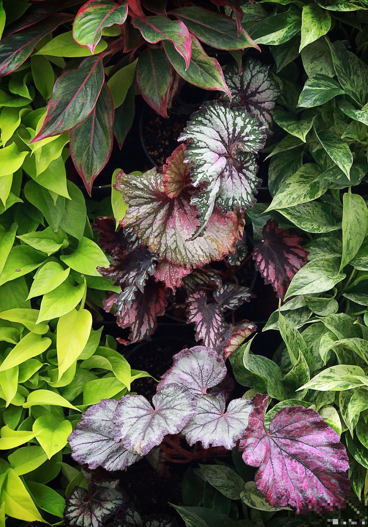 斑叶竹节秋海棠怎么养