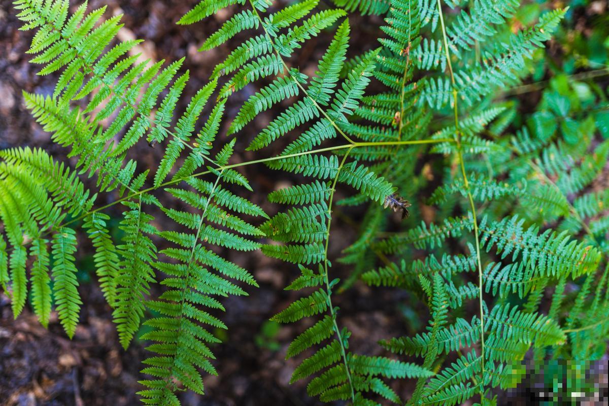 常见的藤本植物有哪些 常见的藤本植物有哪些