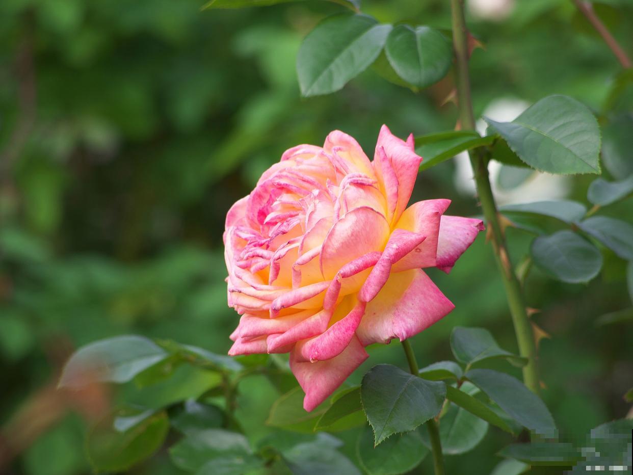 月季花冬季怎么修剪