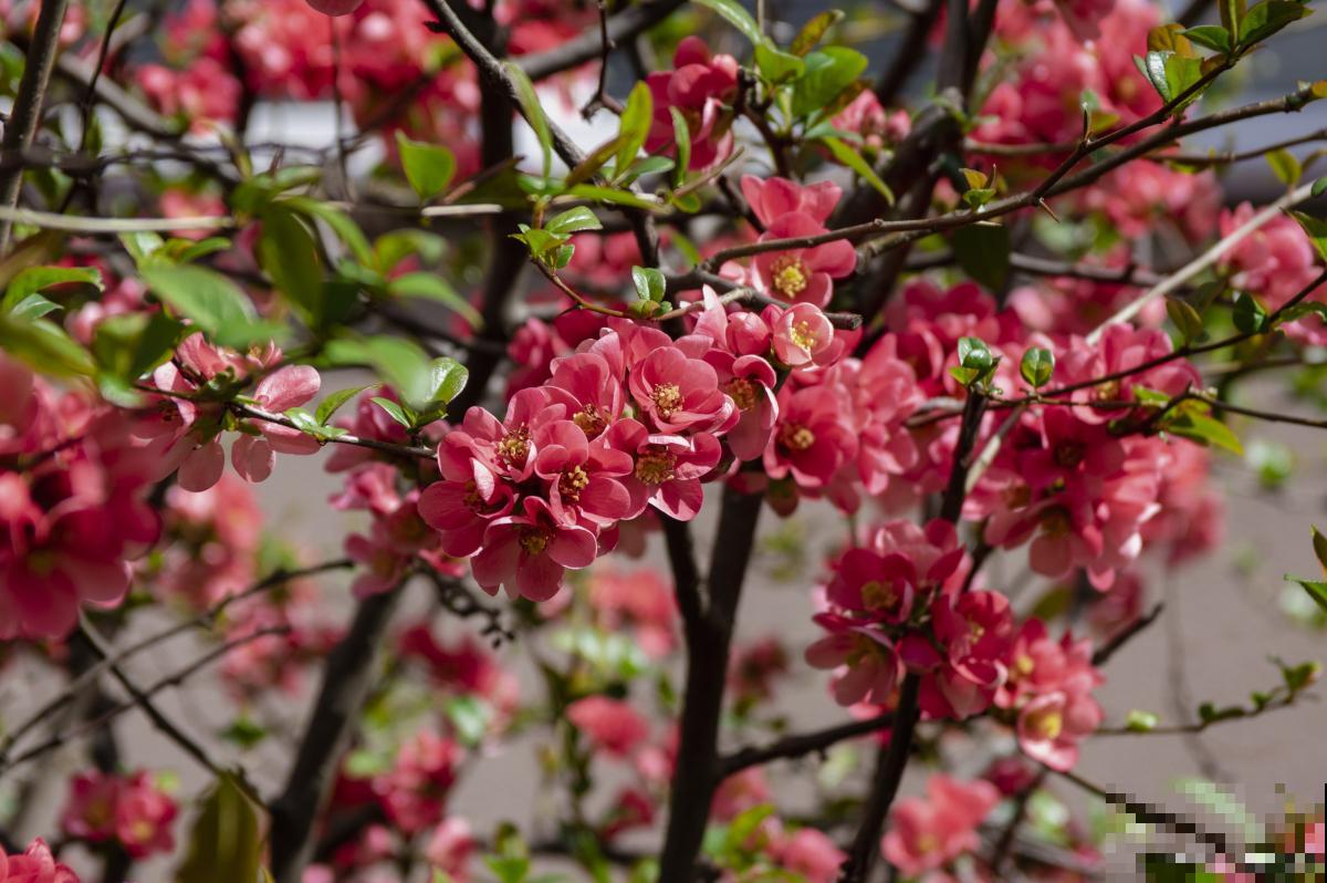 海棠病虫害有哪些 海棠病虫害有哪些
