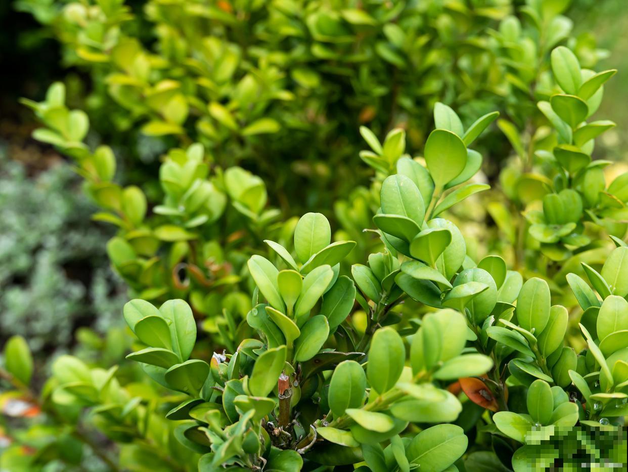 黄杨怎么换盆的？