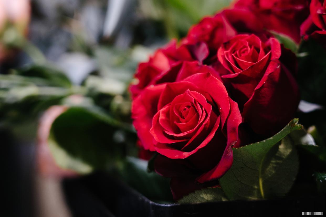 春天最常见的花？