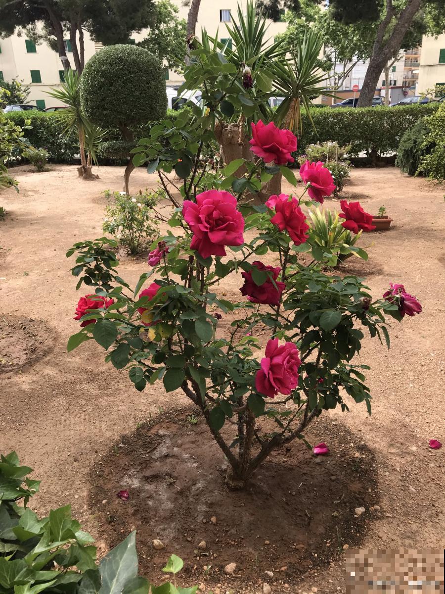 树状月季是怎么栽培的 树状月季是怎么栽培的