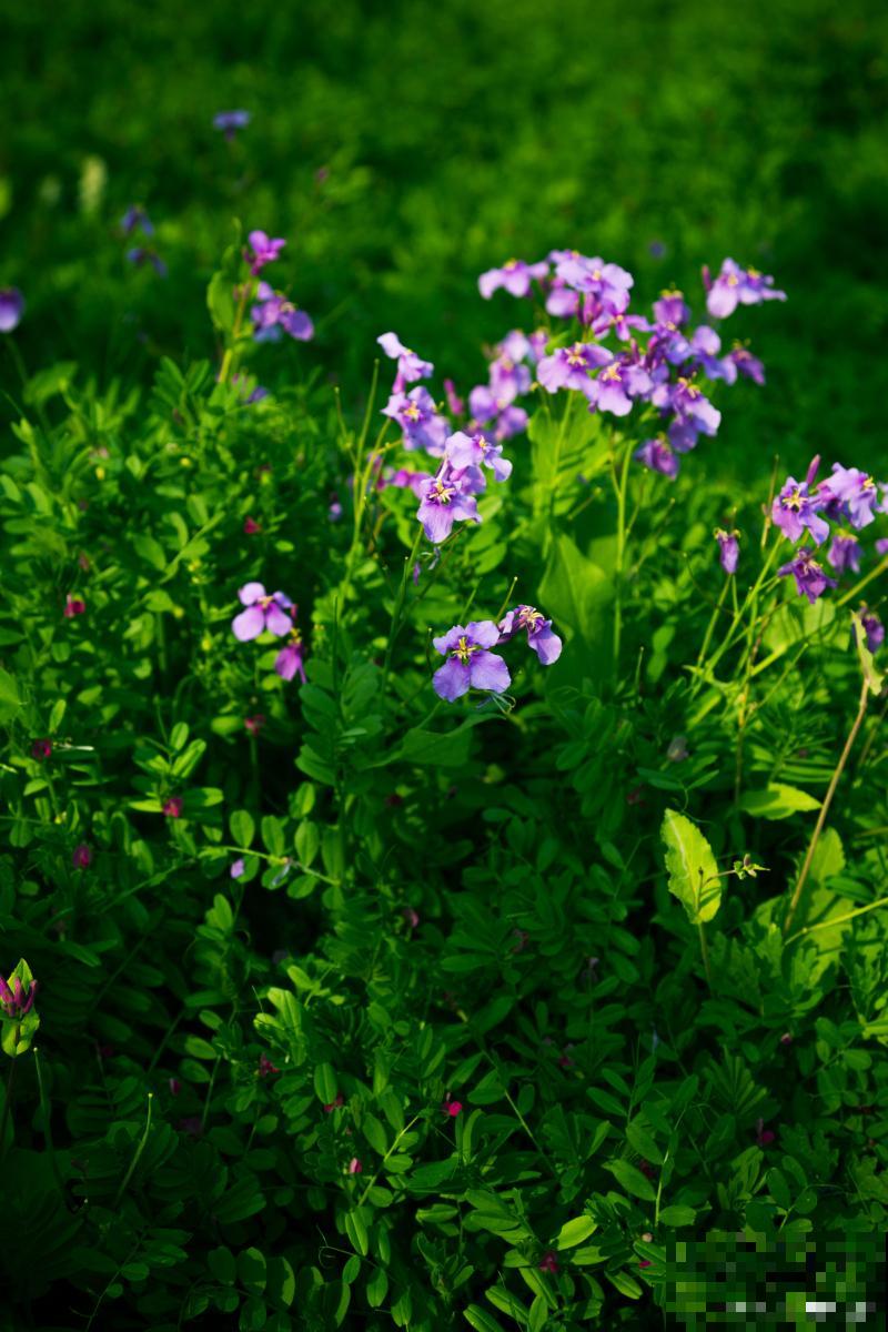 二月兰生长在什么地方