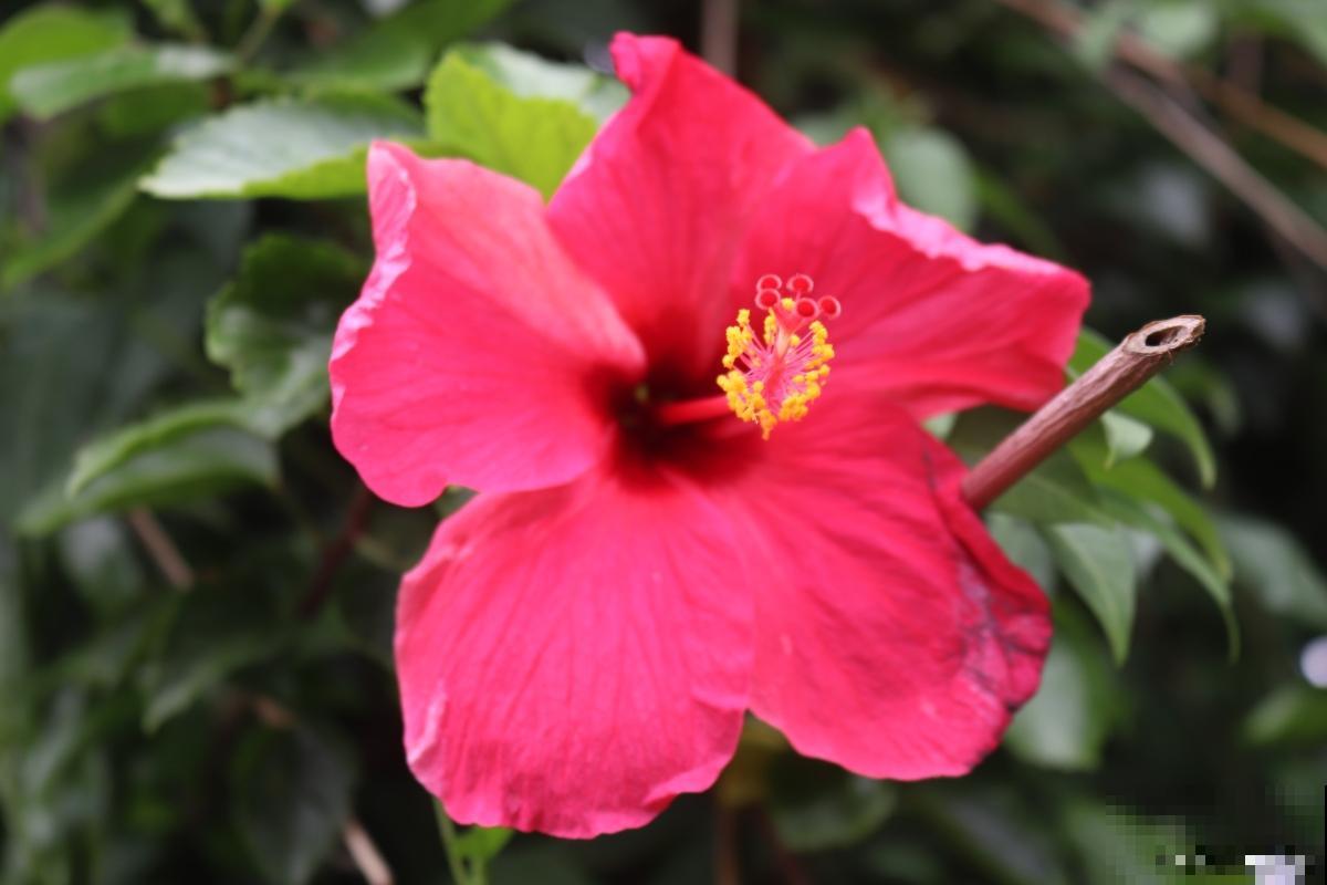 扶桑花什么时候剪枝