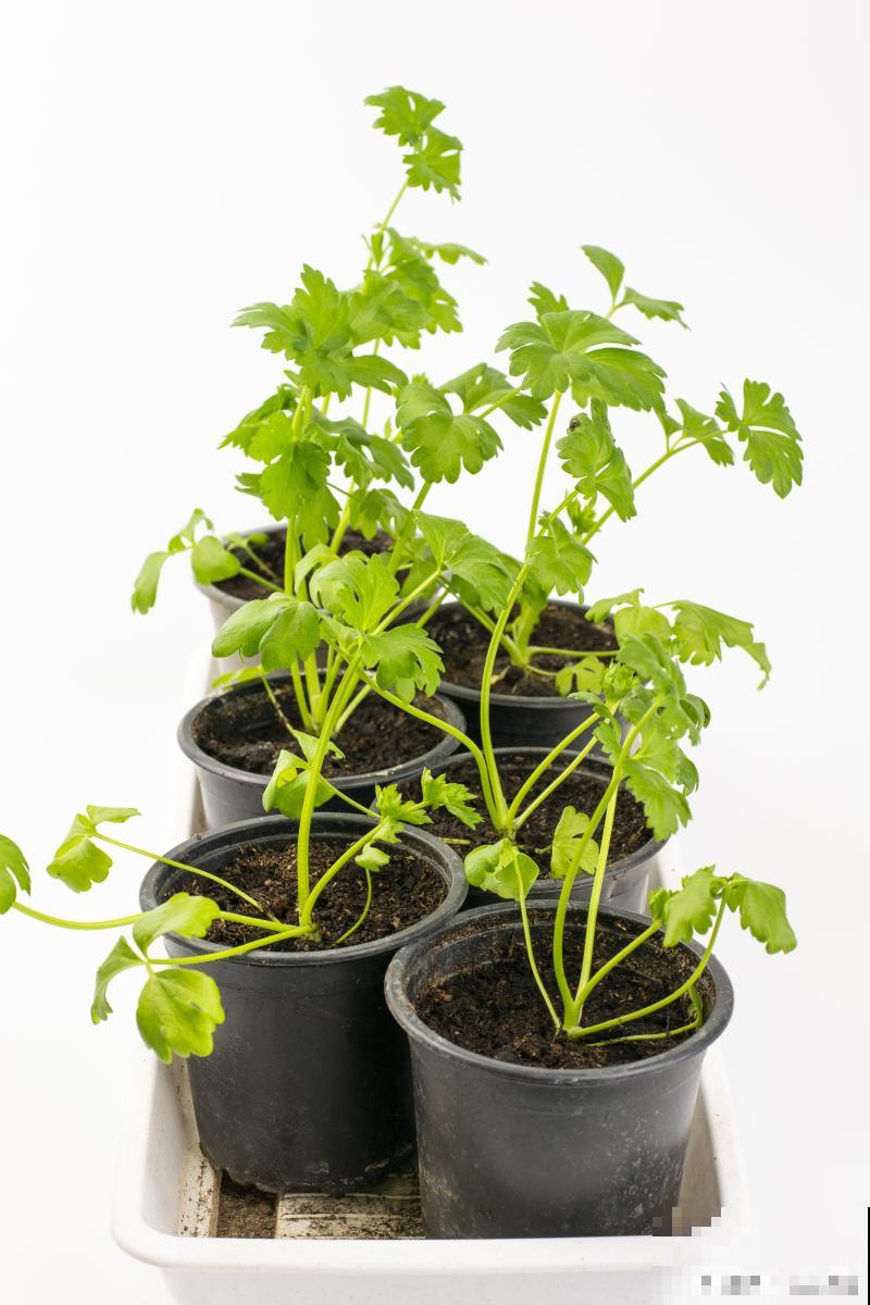 盆栽蔬菜怎么种？