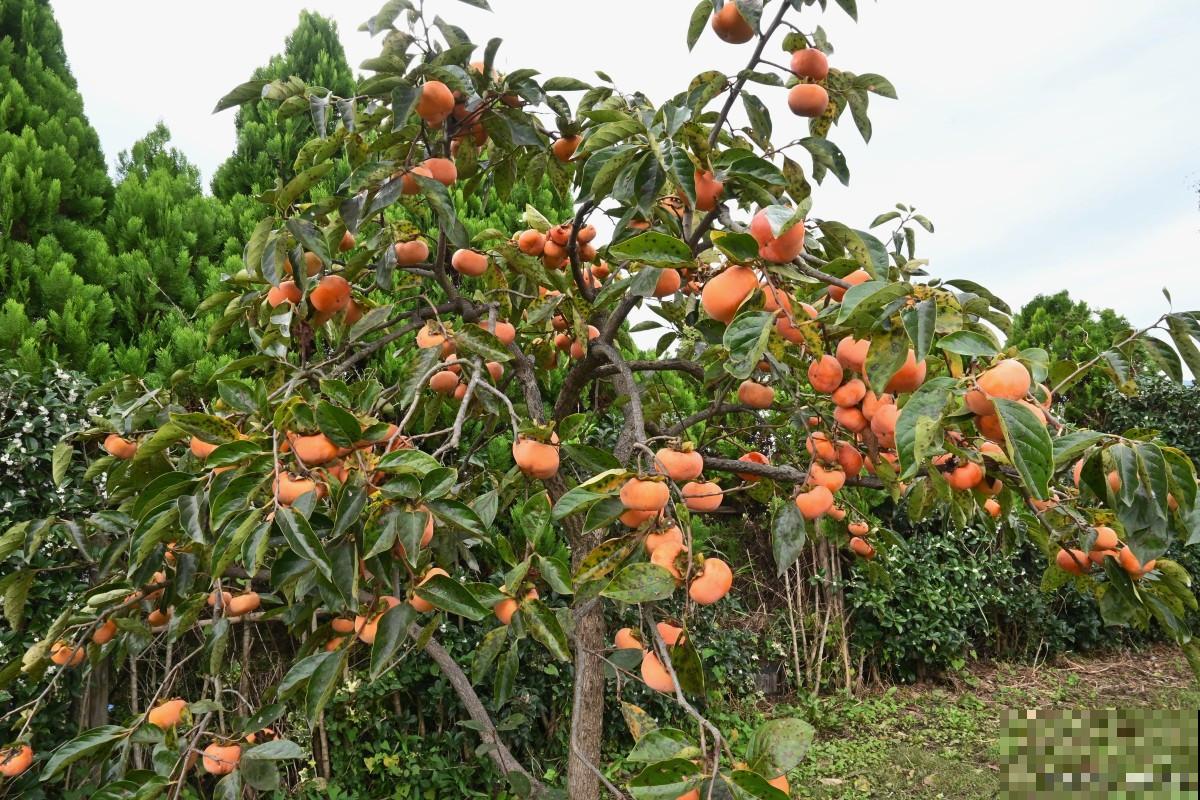 柿子树用什么肥料最好