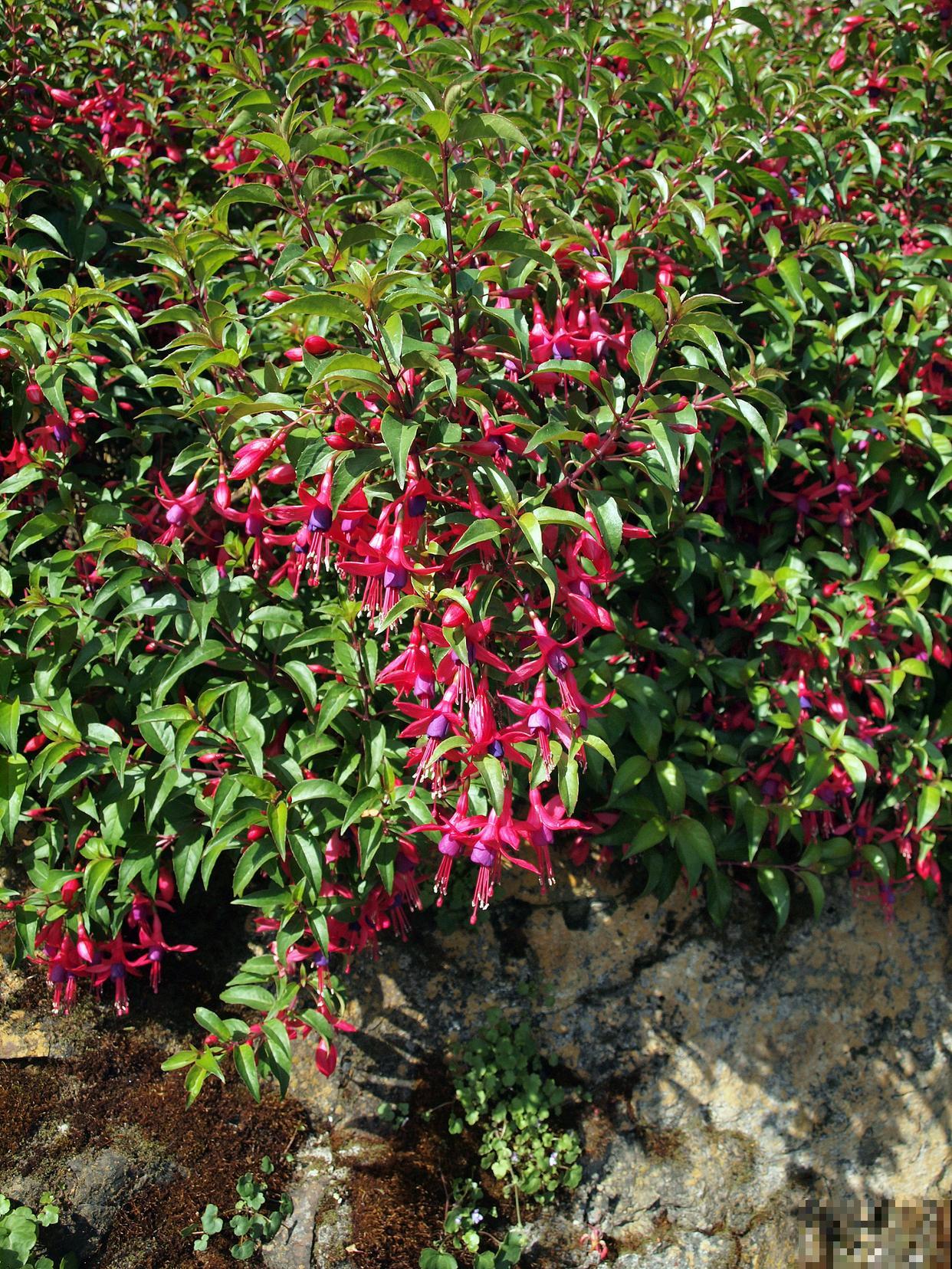 锦带花怎么样盆栽